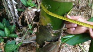 How to Determine the Height of a Bamboo Culm? 10 How to Determine the Height of a Bamboo Culm?