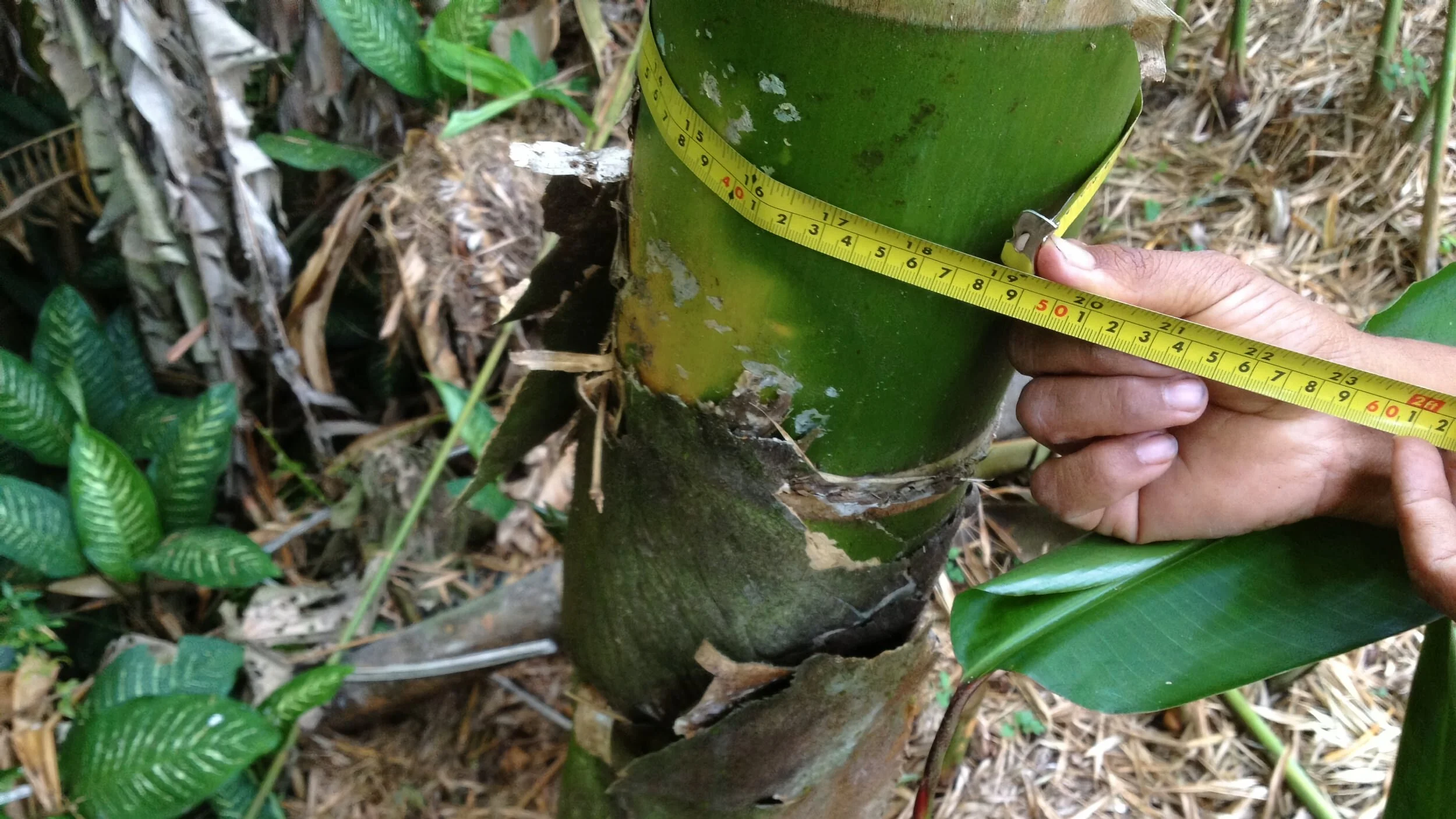How to Determine the Height of a Bamboo Culm?