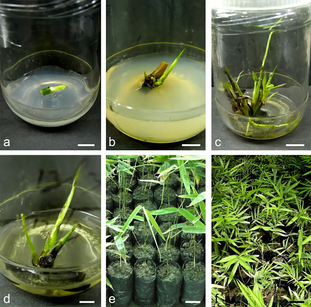 Bamboo History Timeline: From Ancient Traditions to Modern Innovation 22 In vitro propagation of Bambusa balcooa