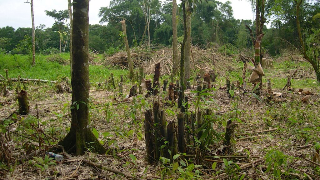 Bamboo Investment Scams Exposed!