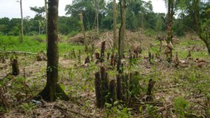 Bamboo Investment Scams Exposed!