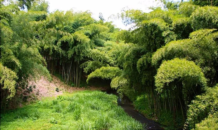 Guadua Bamboo Landscape in Colombia | Courtesy:  Our Nature