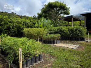 Colombia’s Only Tropical Bamboo Nursery
