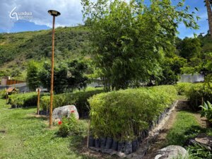 Colombia’s Only Tropical Bamboo Nursery