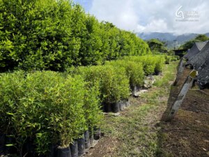 Colombia’s Only Tropical Bamboo Nursery