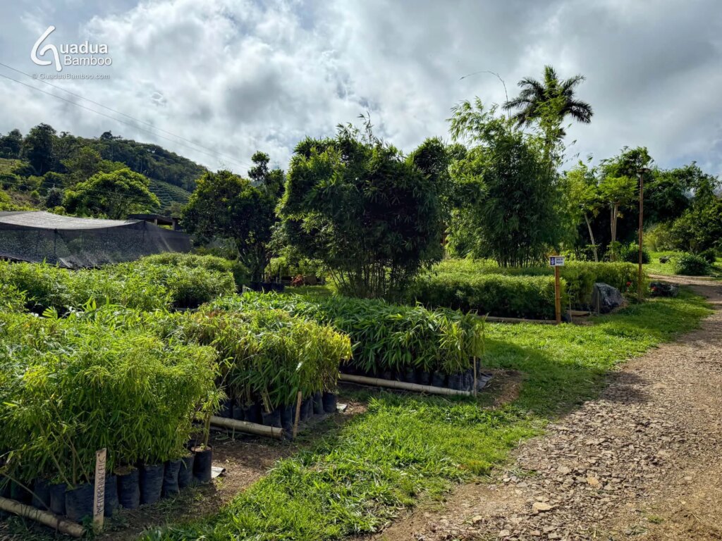Colombia’s Only Tropical Bamboo Nursery