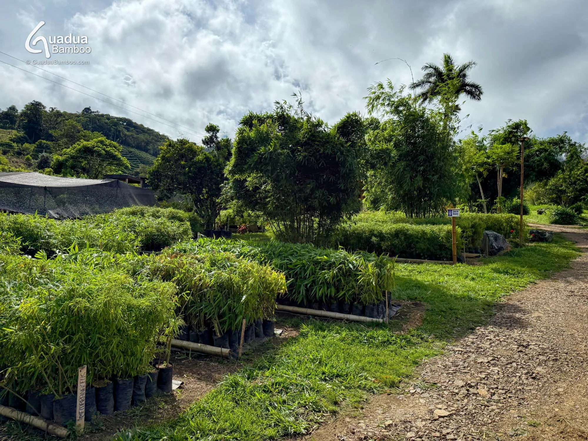 Colombia’s Only Tropical Bamboo Nursery