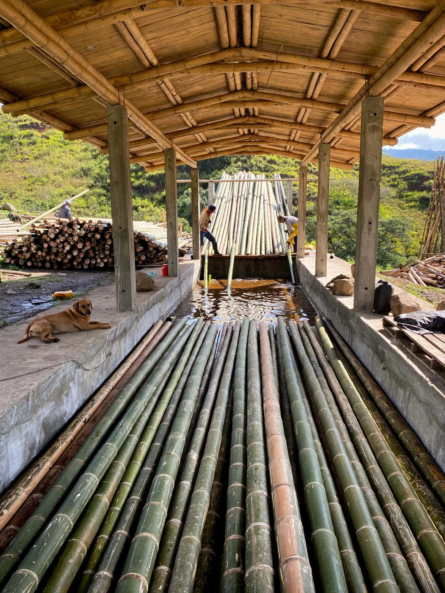 Bamboo Poles Preservation in Tank