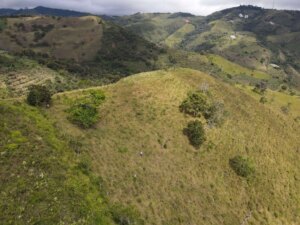 Adopt a Bamboo - Phase #1