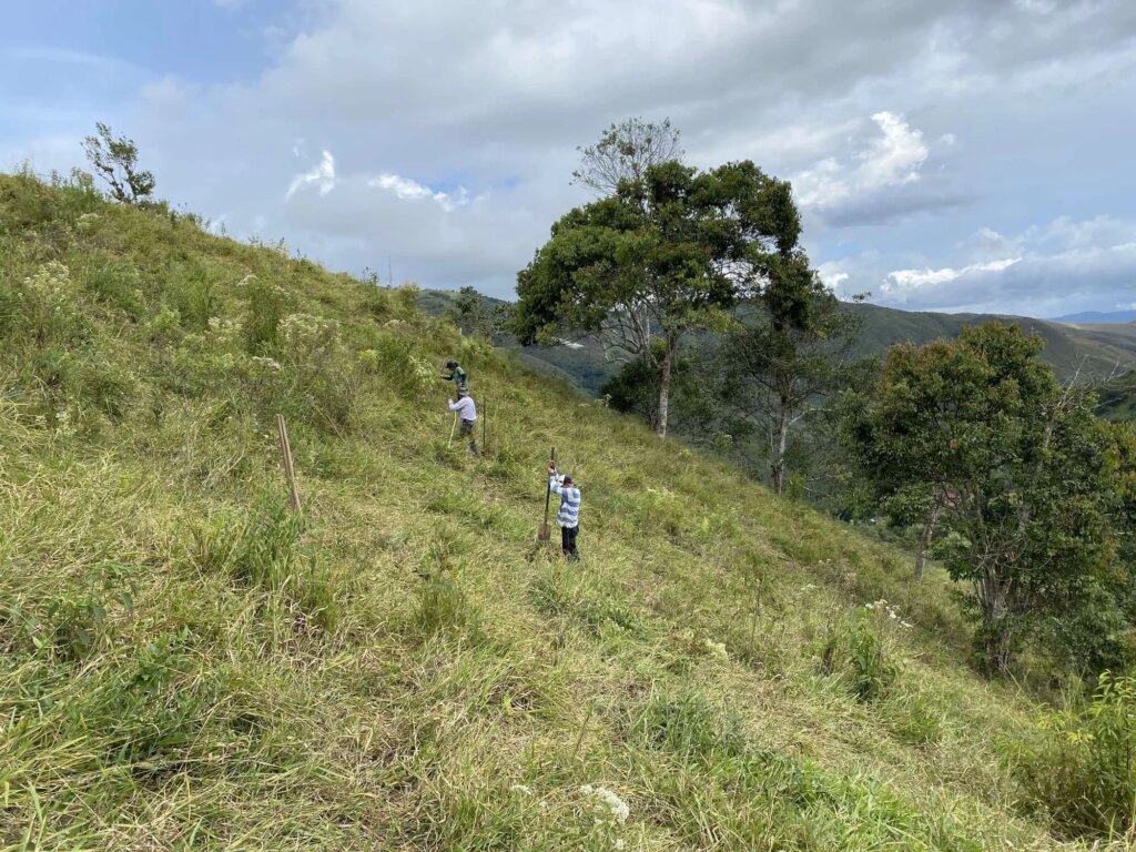 Reforestation in Colombia - Adopt a Bamboo - Sector 2