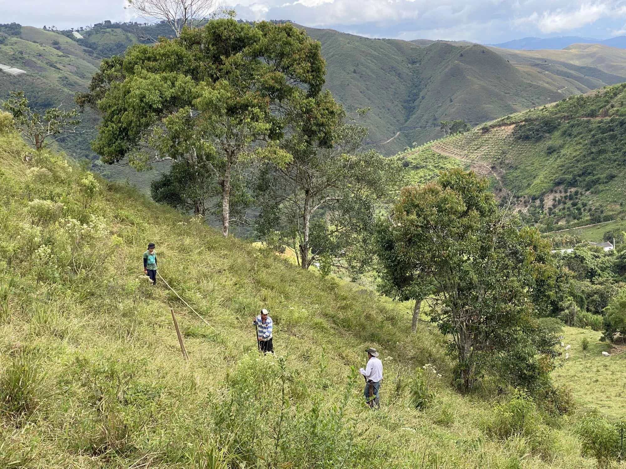 Guadua angustifolia - Sector #1