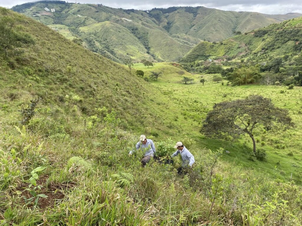 Reforestation in Colombia - Adopt a Bamboo - Sector 2