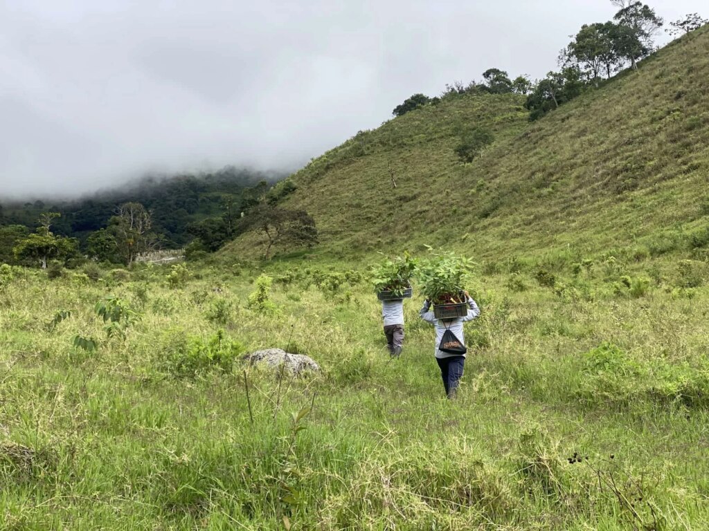 Reforestation in Colombia - Adopt a Bamboo - Sector 2
