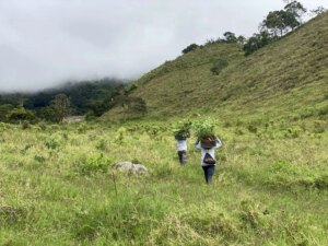 Adopt a Bamboo - Phase #1