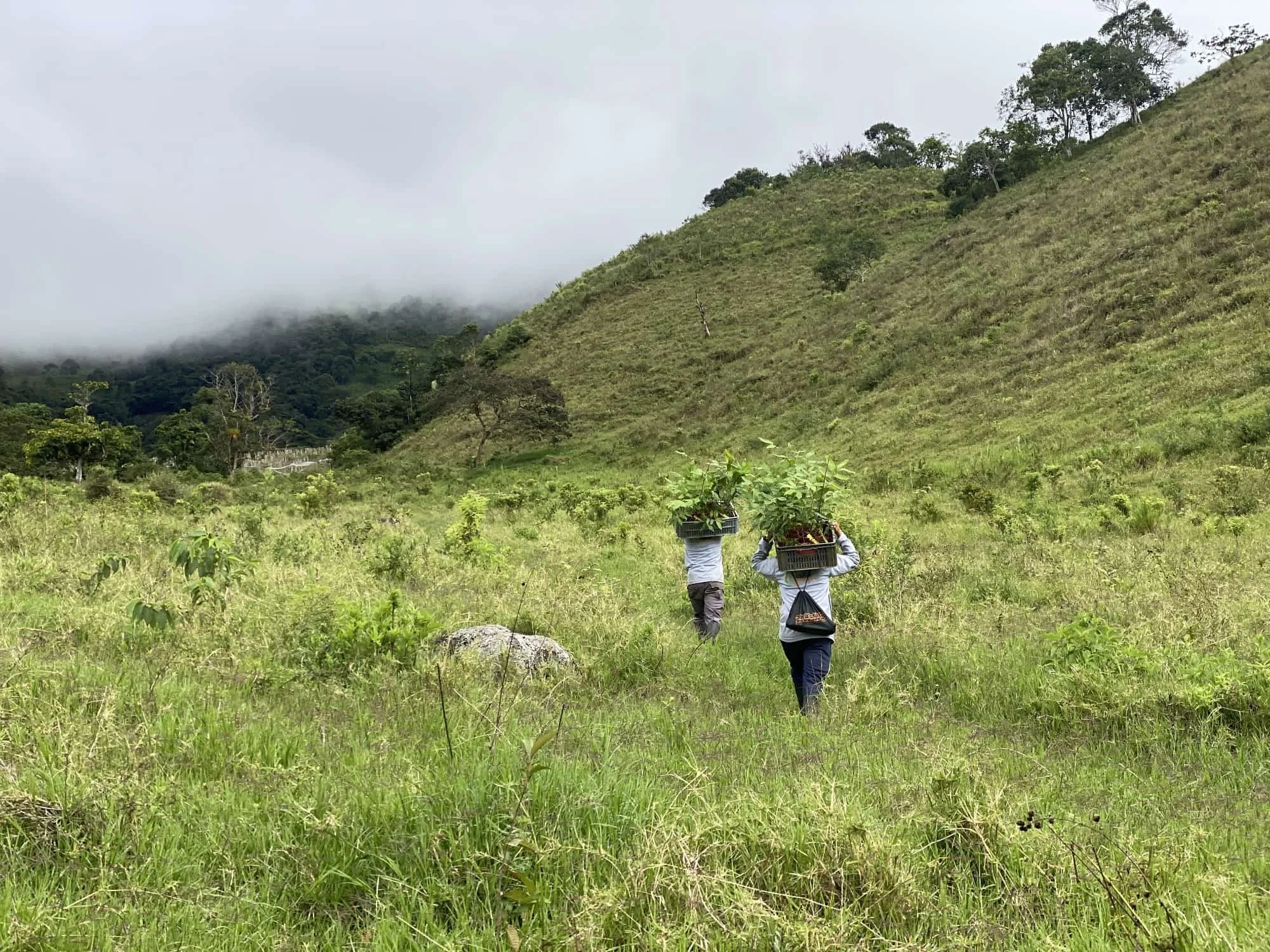 Guadua angustifolia - Sector #1