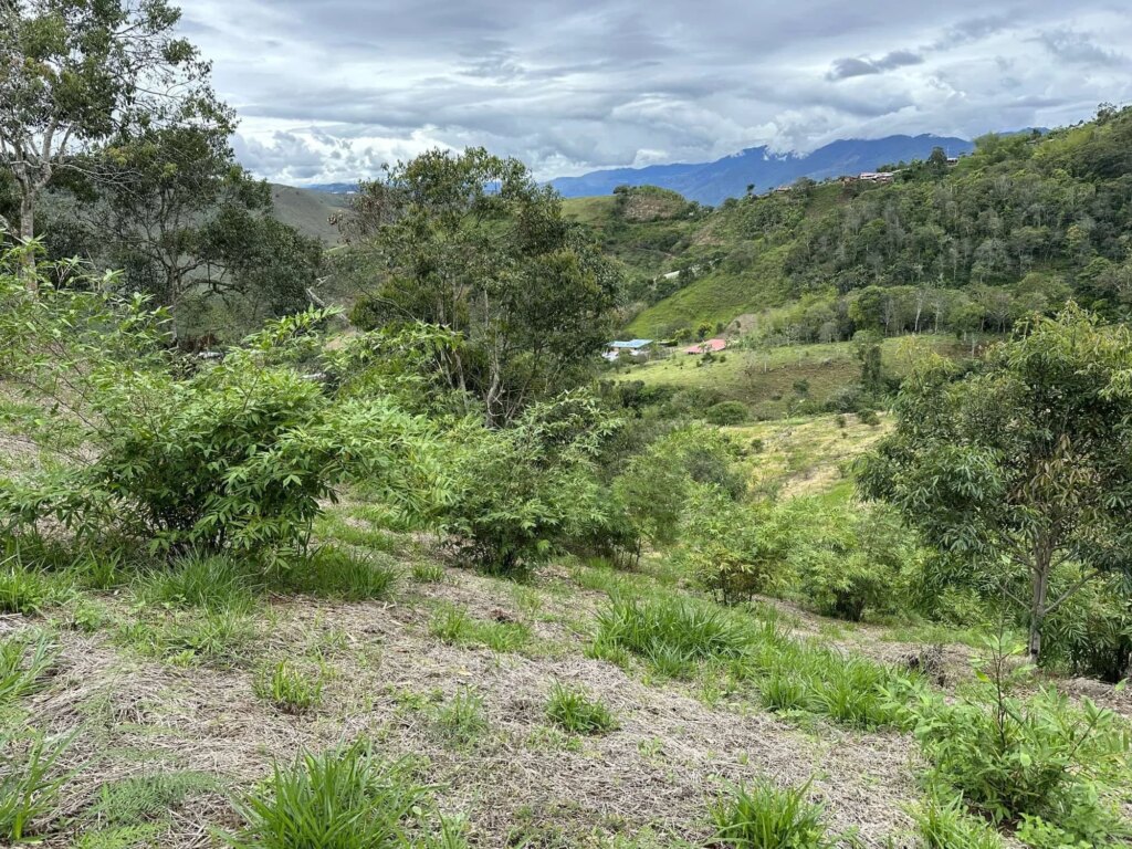 Reforestation in Colombia - Adopt a Bamboo - Sector 2