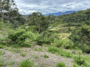 Adopt a Bamboo - Phase #1