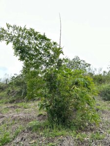 Adopt a Bamboo - Phase #1