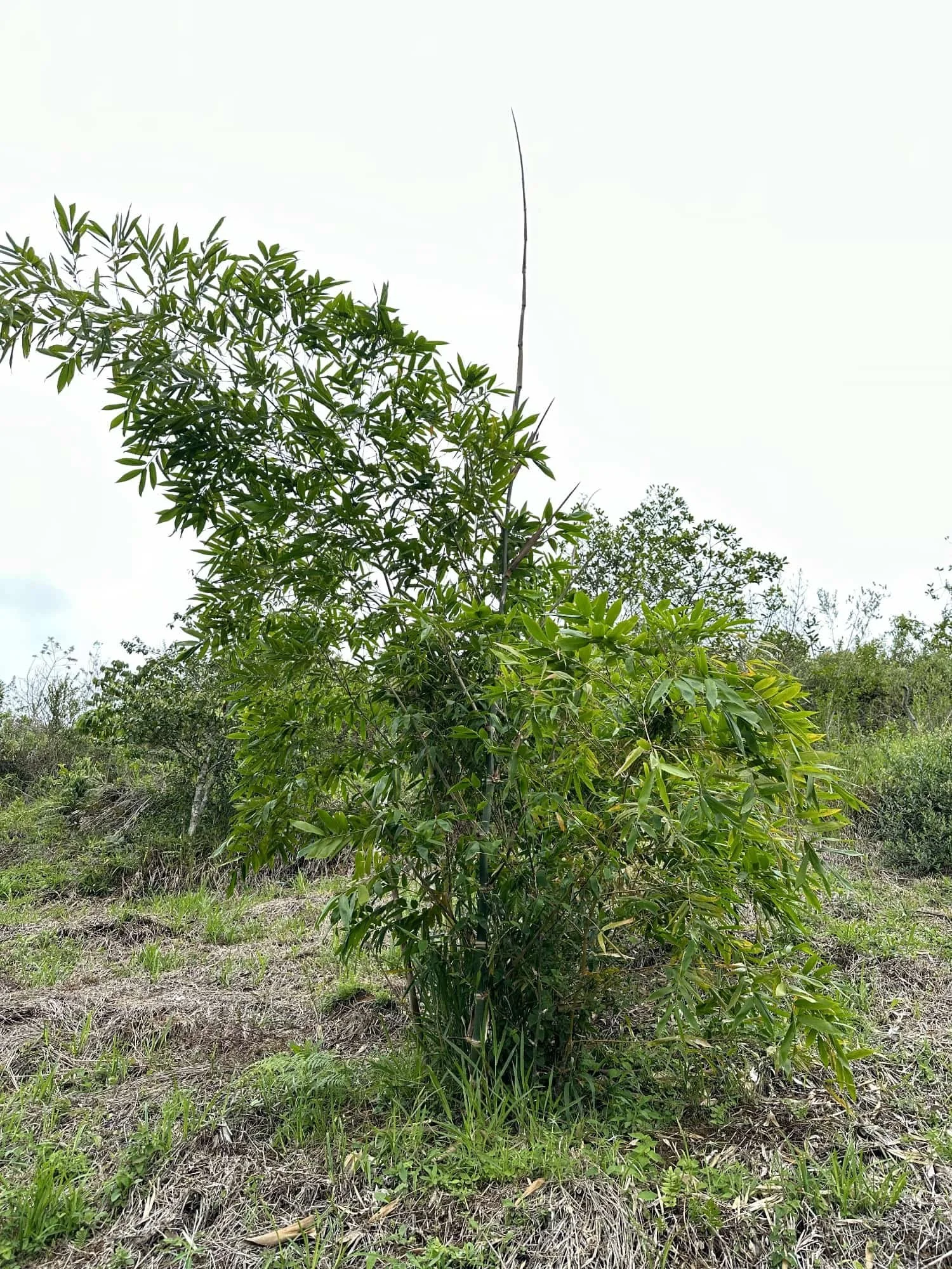Guadua angustifolia - Sector #1
