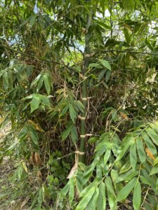 Adopt a Bamboo - Phase #1