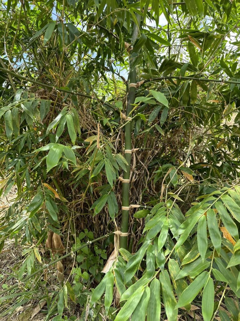 Reforestation in Colombia - Adopt a Bamboo - Sector 2