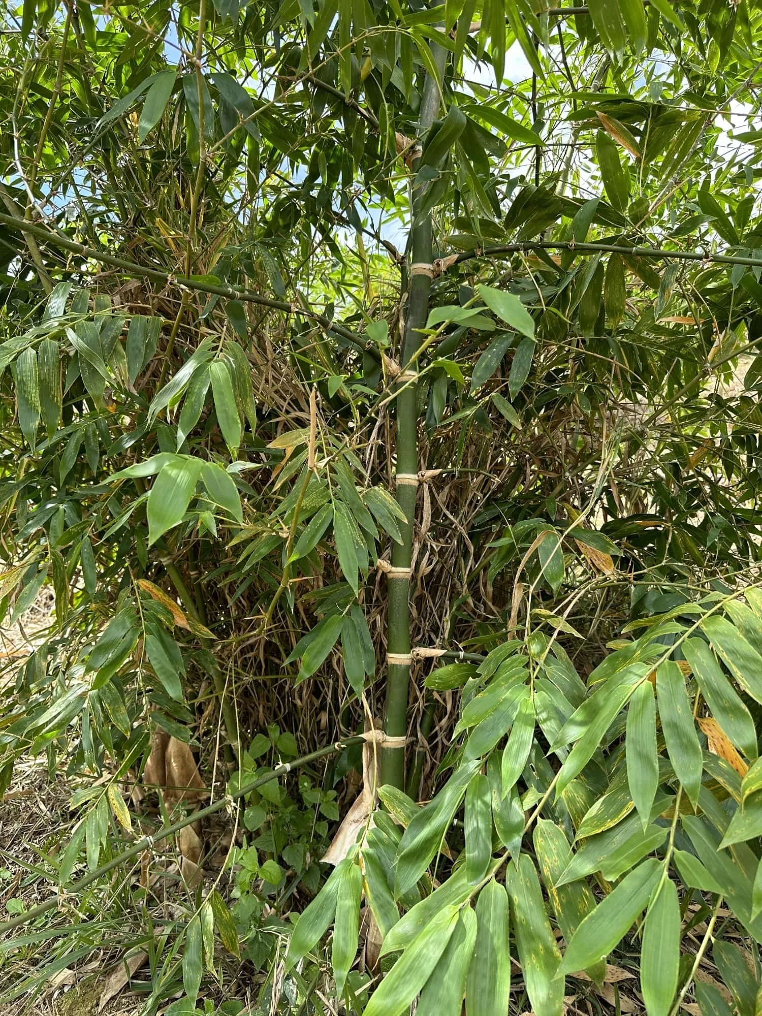 Guadua angustifolia - Sector #1 24 Guadua angustifolia - Sector #1