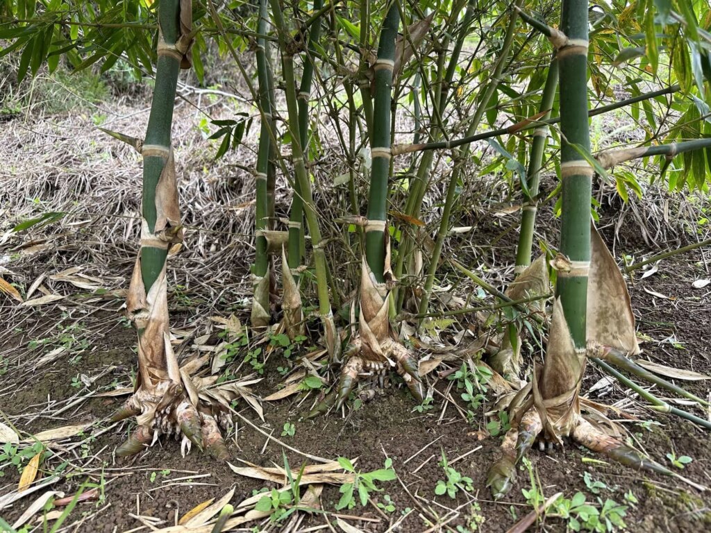 Reforestation in Colombia - Adopt a Bamboo - Sector 2