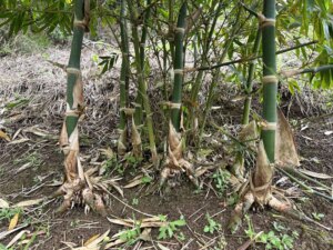 Adopt a Bamboo - Phase #1