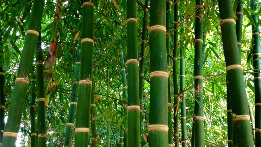 Bamboo Stem Anatomy