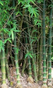 Bambusa balcooa