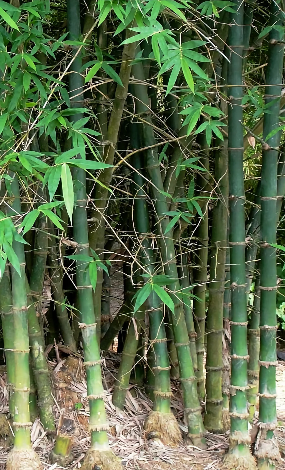 Bambusa balcooa