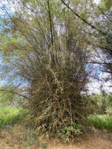 Bambusa bambos Photo by: Stéphane Schröder © www.guaduabamboo.com