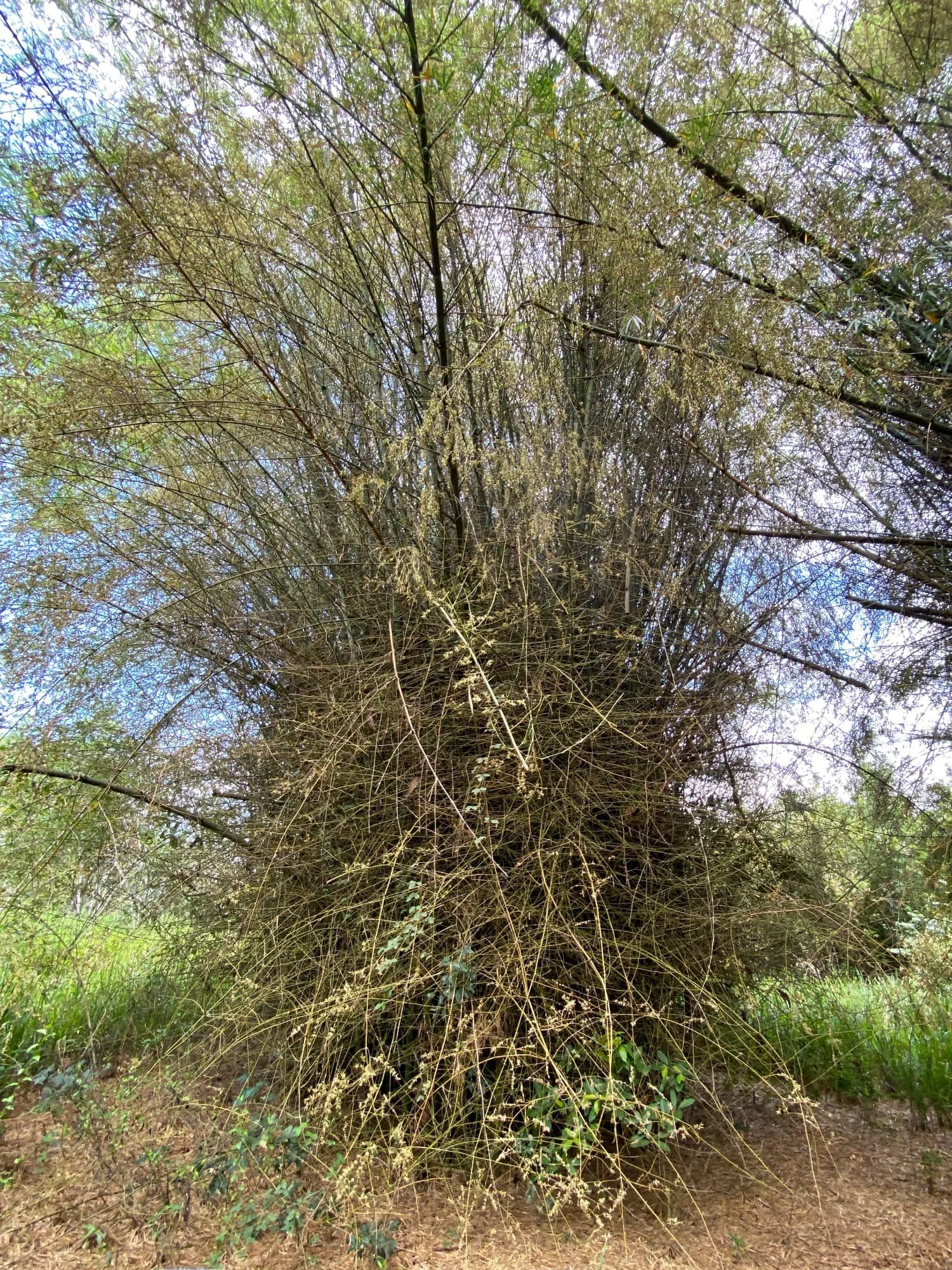 Bambusa bambos Photo by: Stéphane Schröder © www.guaduabamboo.com