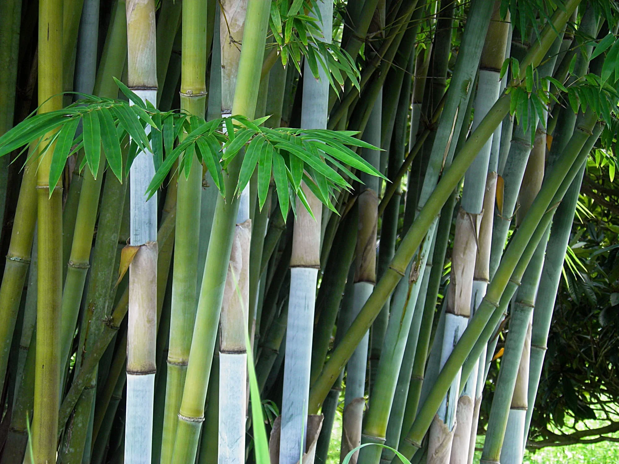 Bambusa chungii