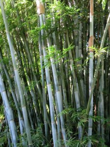 Bambusa chungii
