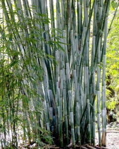 Bambusa chungii