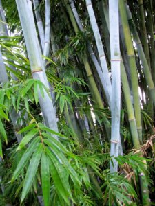 Bambusa chungii