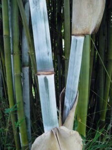Bambusa chungii