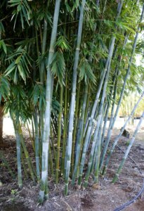 Bambusa chungii