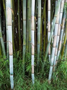 Bambusa chungii