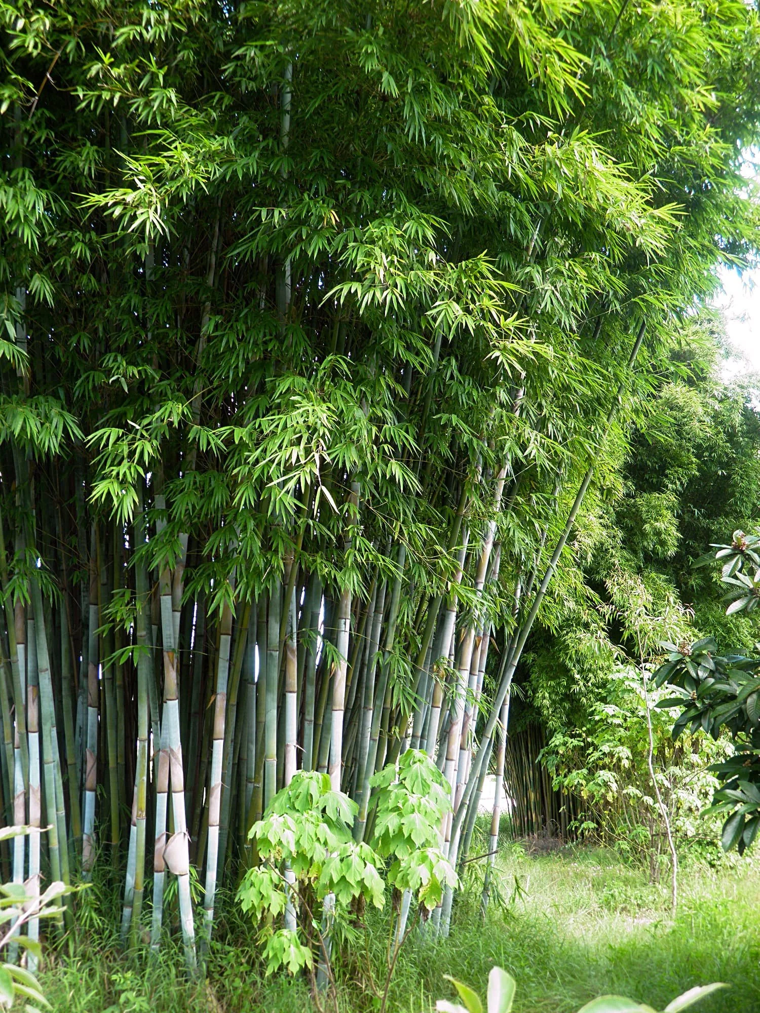 Bambusa chungii | Source: Andy Firk