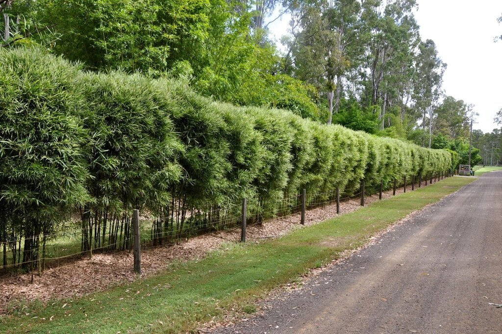 Bambusa glaucophylla 2 Bambusa glaucophylla