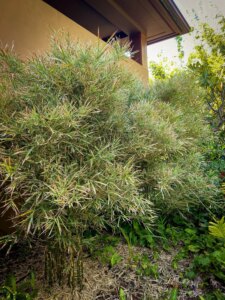 Bambusa glaucophylla