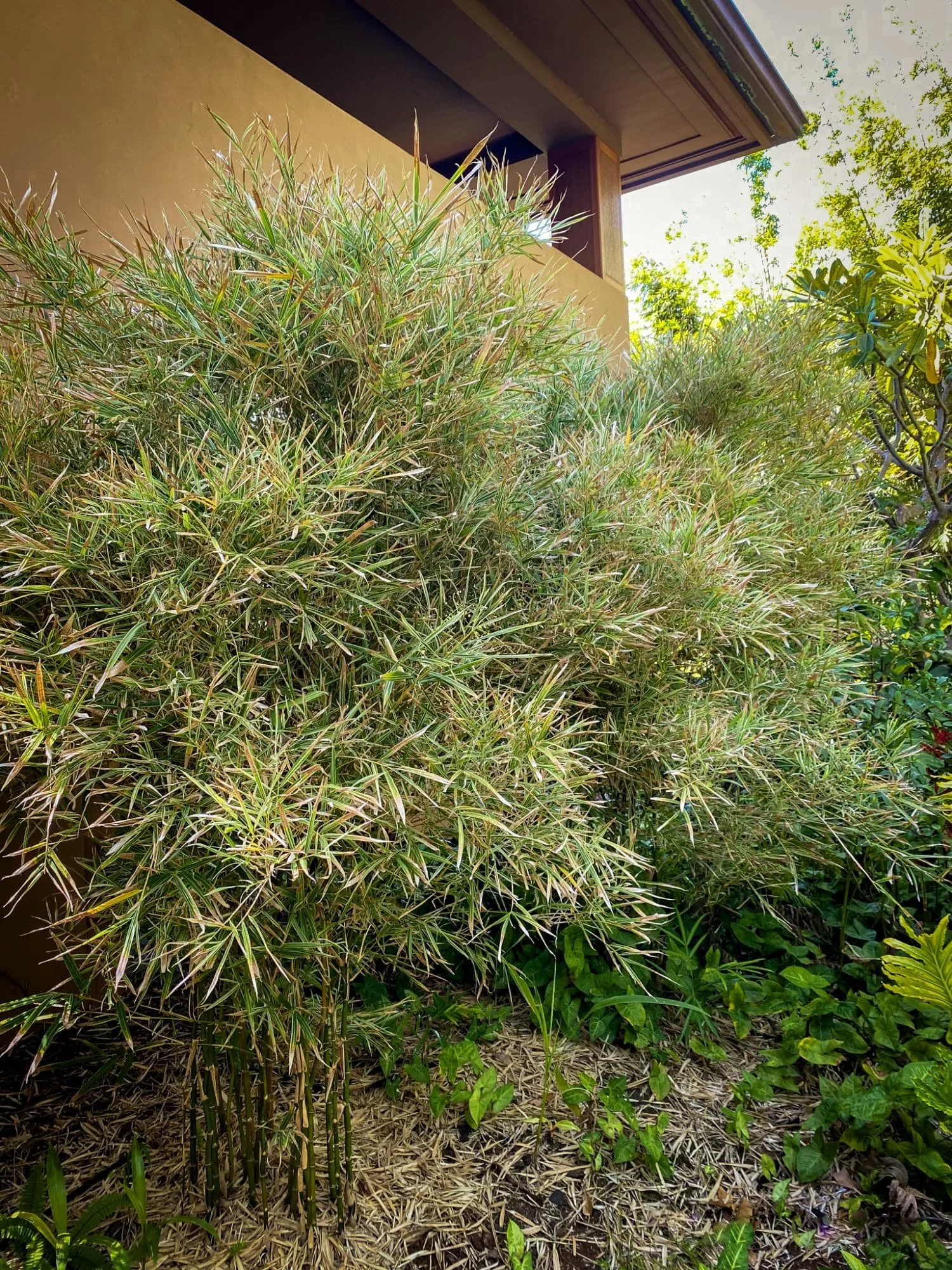 Bambusa glaucophylla