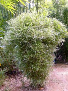 Bambusa glaucophylla