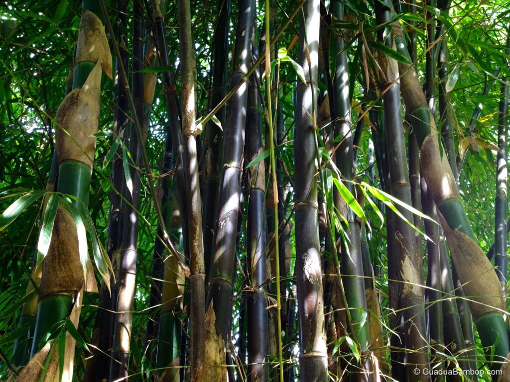 Bambusa lako 10 Bambusa lako