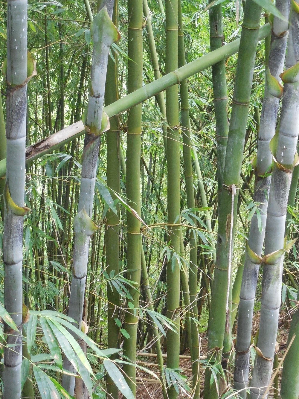 Bambusa sp. Longinternode