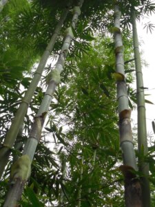 Bambusa sp. Longinternode | Courtesy: Yunnan Bamboo