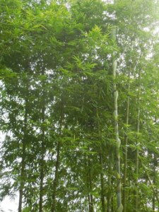 Bambusa sp. Longinternode