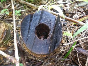 Bambusa sp. Longinternode